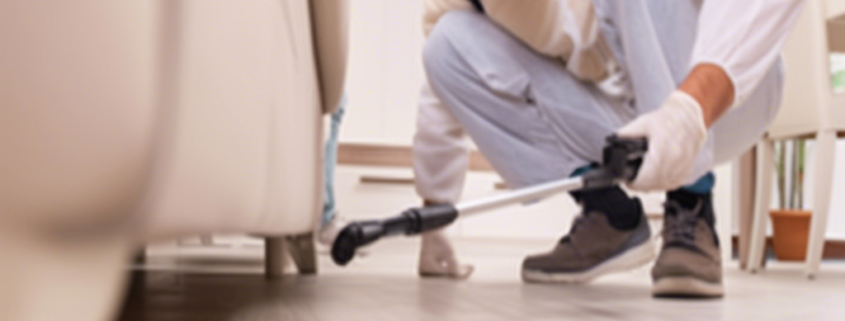 Защо наемането на професионален контрол върху вредителите е по-добър вариант?